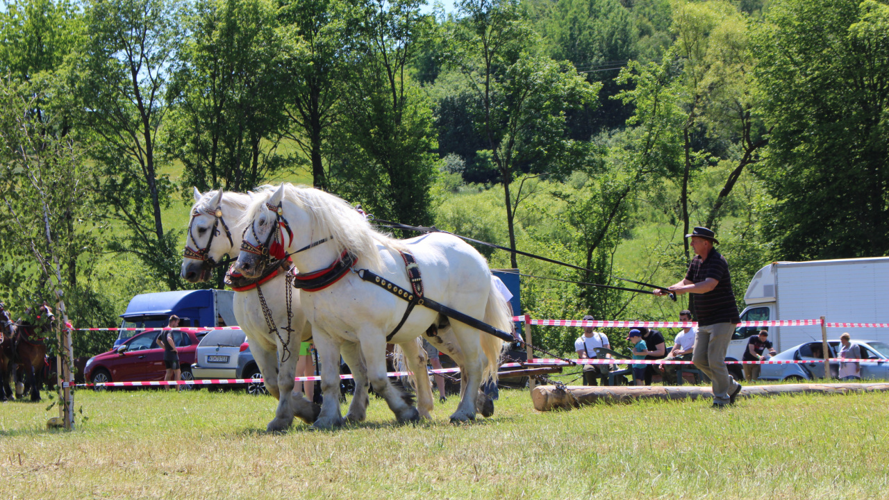 Fotografia fotogalérie Furmanské preteky – 2017