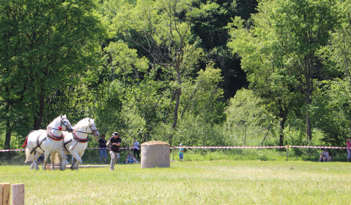 2. fotografia fotogalérie Furmanské preteky – 2017