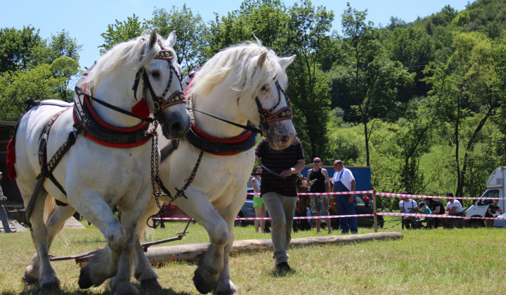 3. fotografia fotogalérie Furmanské preteky – 2017