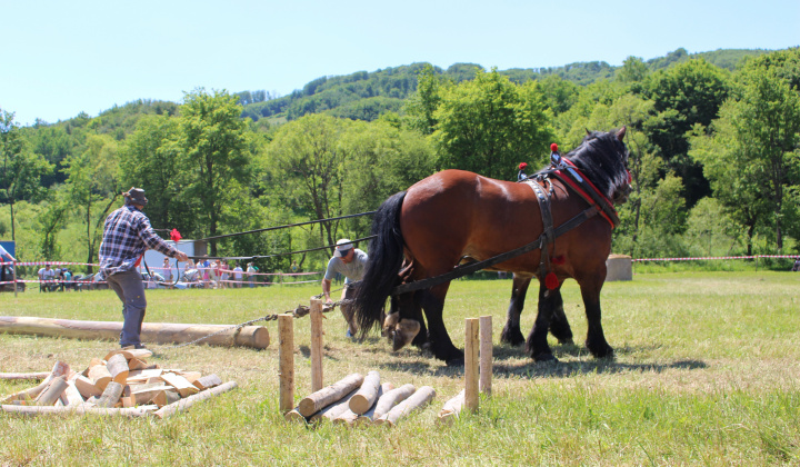 7. fotografia fotogalérie Furmanské preteky – 2017