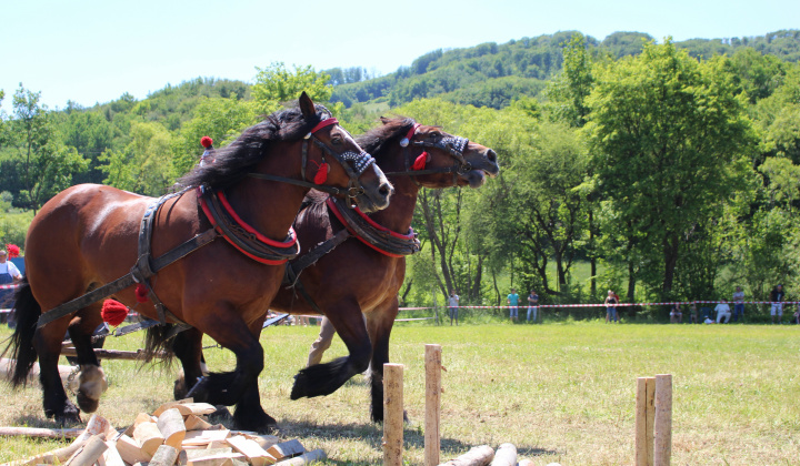 8. fotografia fotogalérie Furmanské preteky – 2017
