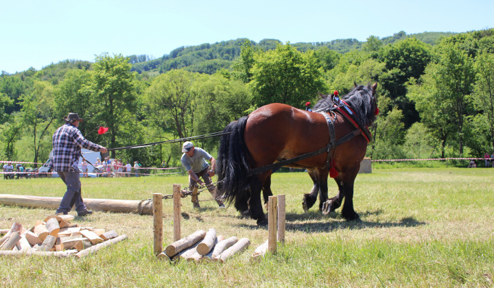 9. fotografia fotogalérie Furmanské preteky – 2017