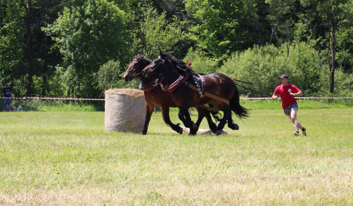 15. fotografia fotogalérie Furmanské preteky – 2017