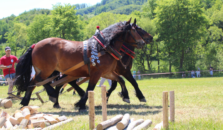 19. fotografia fotogalérie Furmanské preteky – 2017