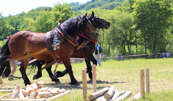 20. fotografia fotogalérie Furmanské preteky – 2017